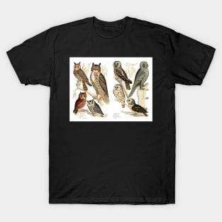 Owl Species - Vintage Print T-Shirt